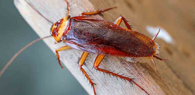Cockroach Control