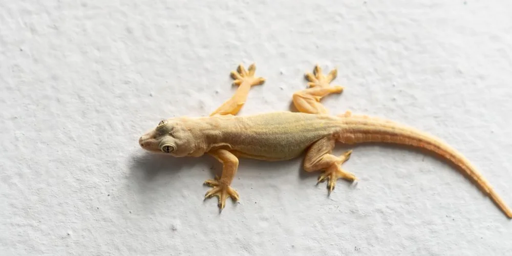 Lizard & Spider Control