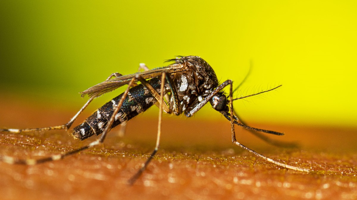 Mosquito Control