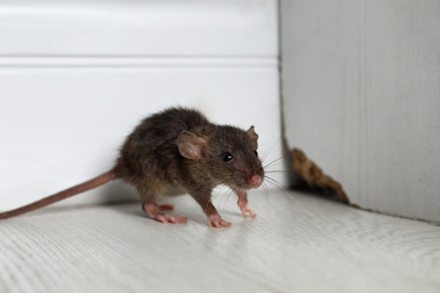Rat Control