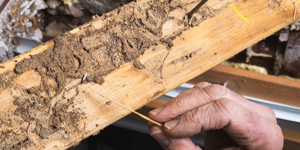 Wood Treatment